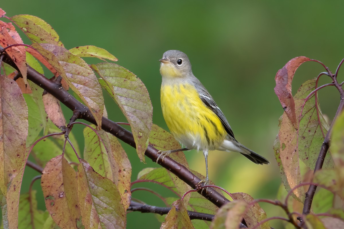 Magnolia Warbler - Tyler Ficker