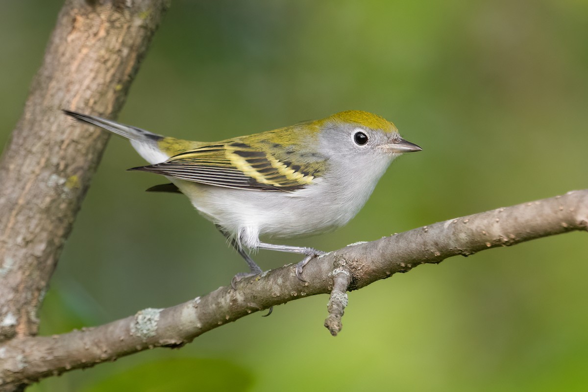 Chestnut-sided Warbler - ML509135501