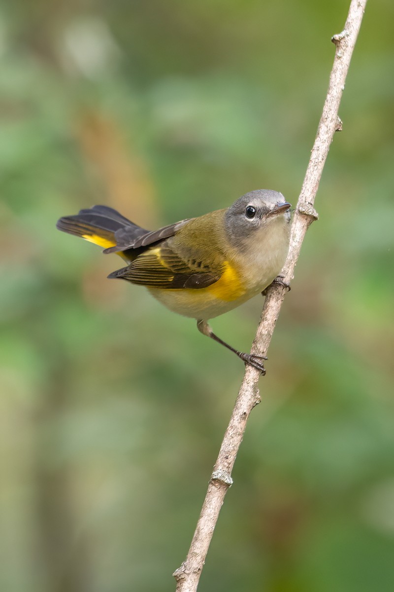 American Redstart - ML509135541