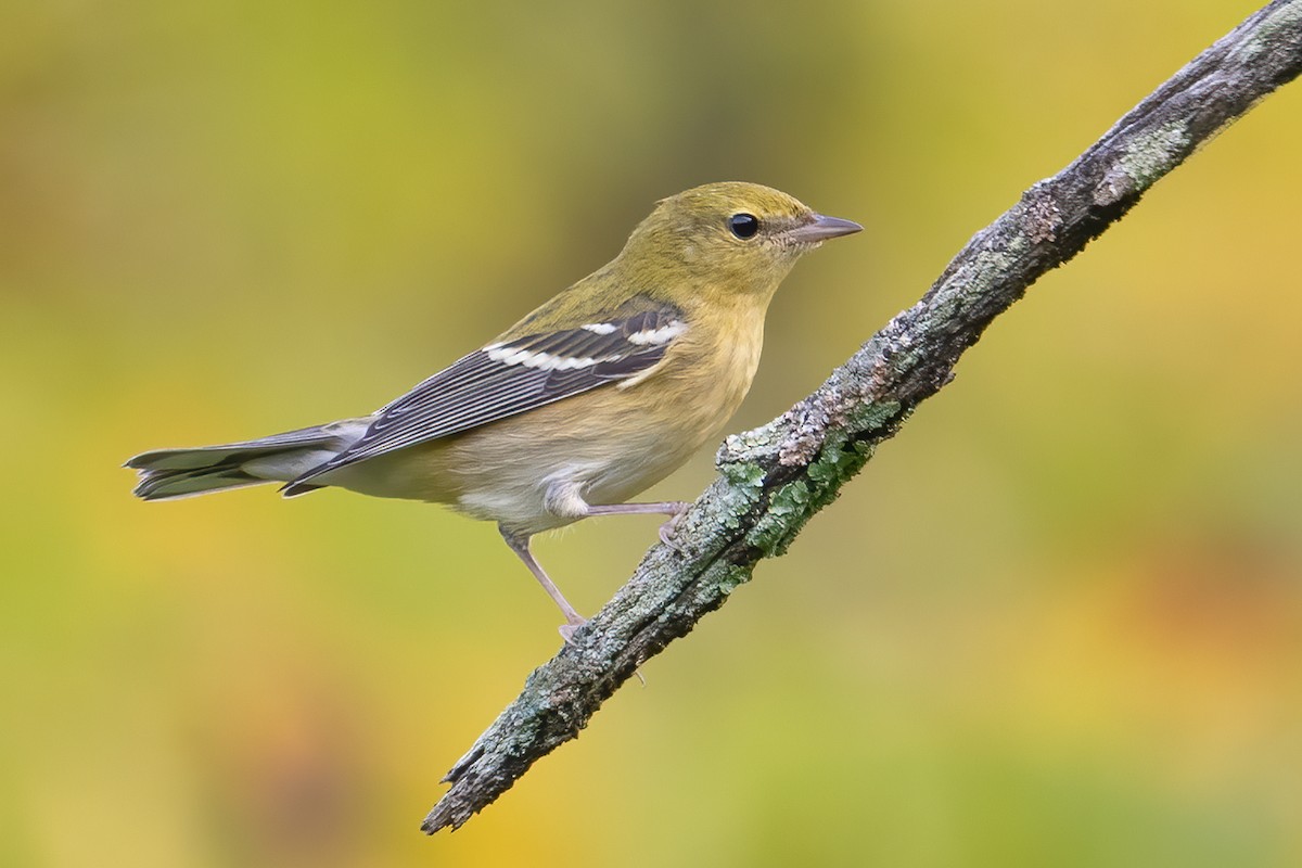 Braunkehl-Waldsänger - ML509135581