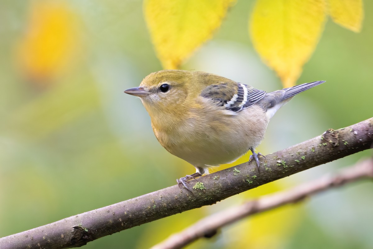 Braunkehl-Waldsänger - ML509135591