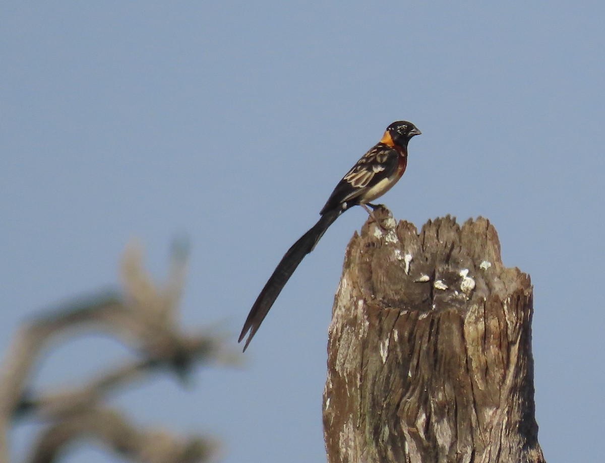 Eastern Paradise-Whydah - Debbie van Zyl