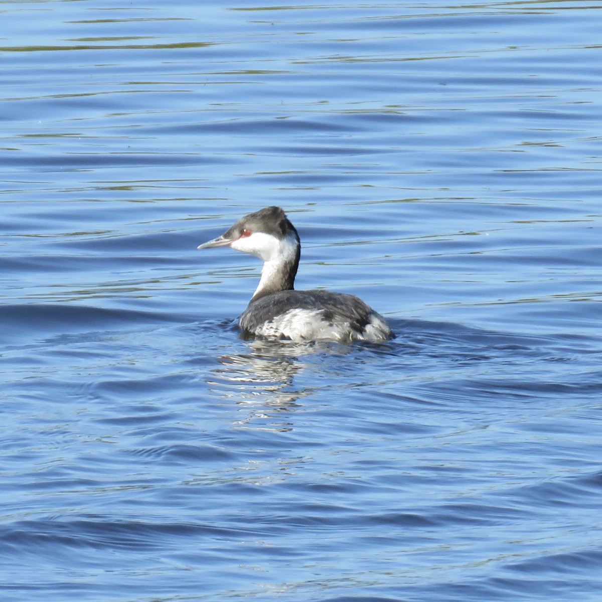 Horned Grebe - ML509135961