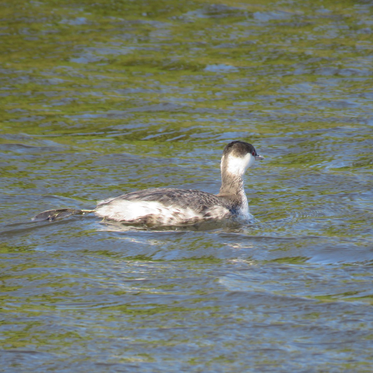 Horned Grebe - ML509135971