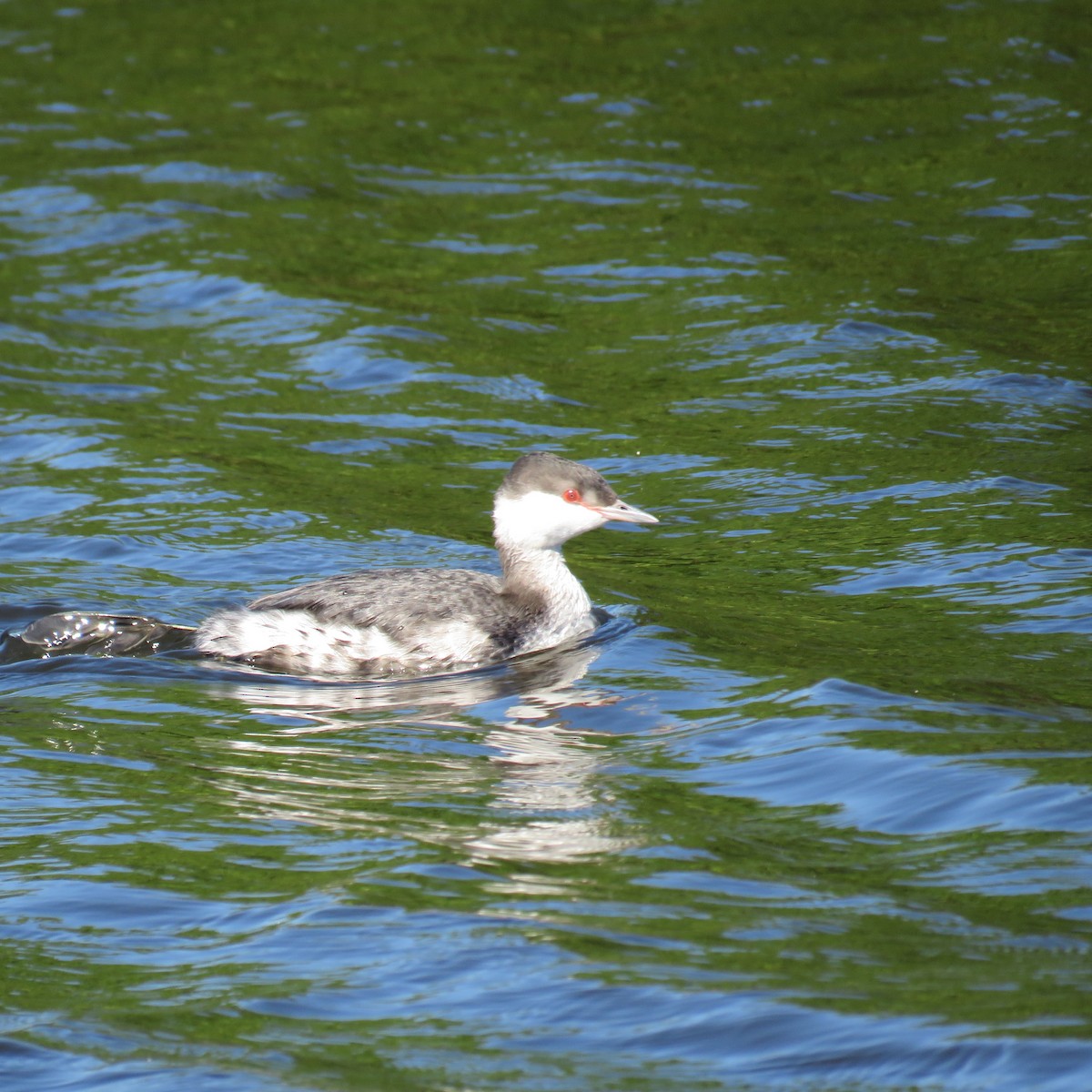 Horned Grebe - ML509135981