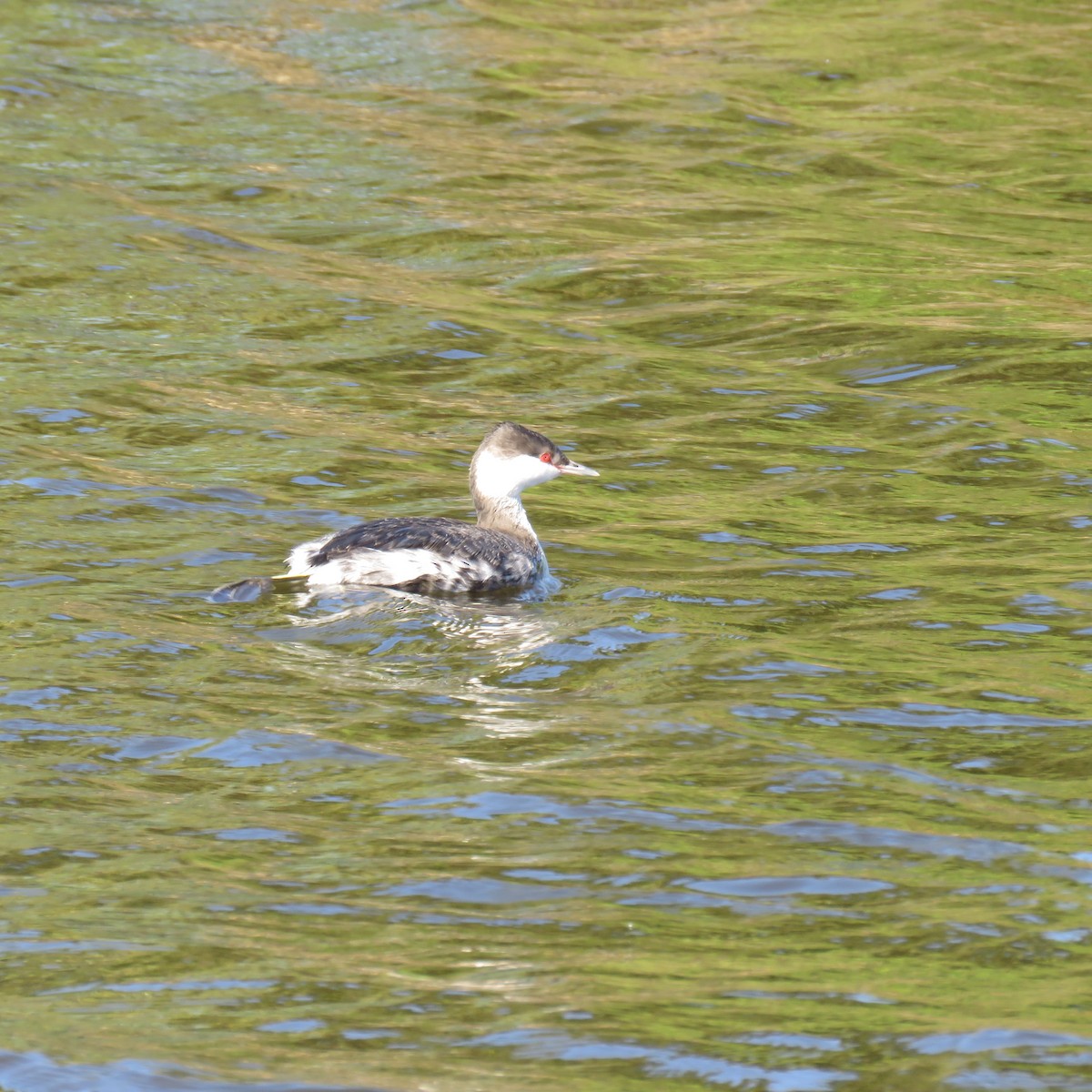 Horned Grebe - Jessica Anne