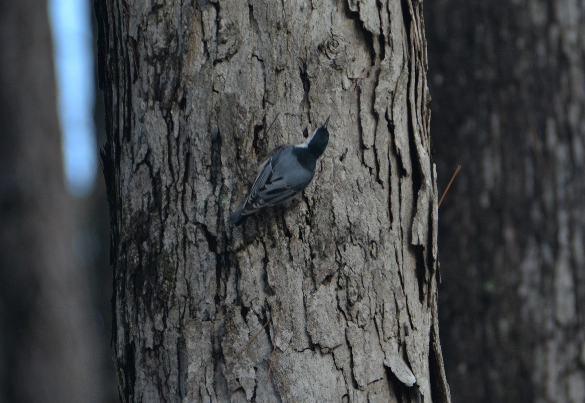 White-breasted Nuthatch - ML509136201