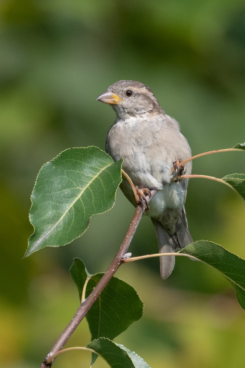 House Sparrow - ML509136241