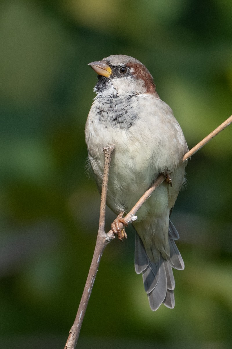 House Sparrow - ML509136251