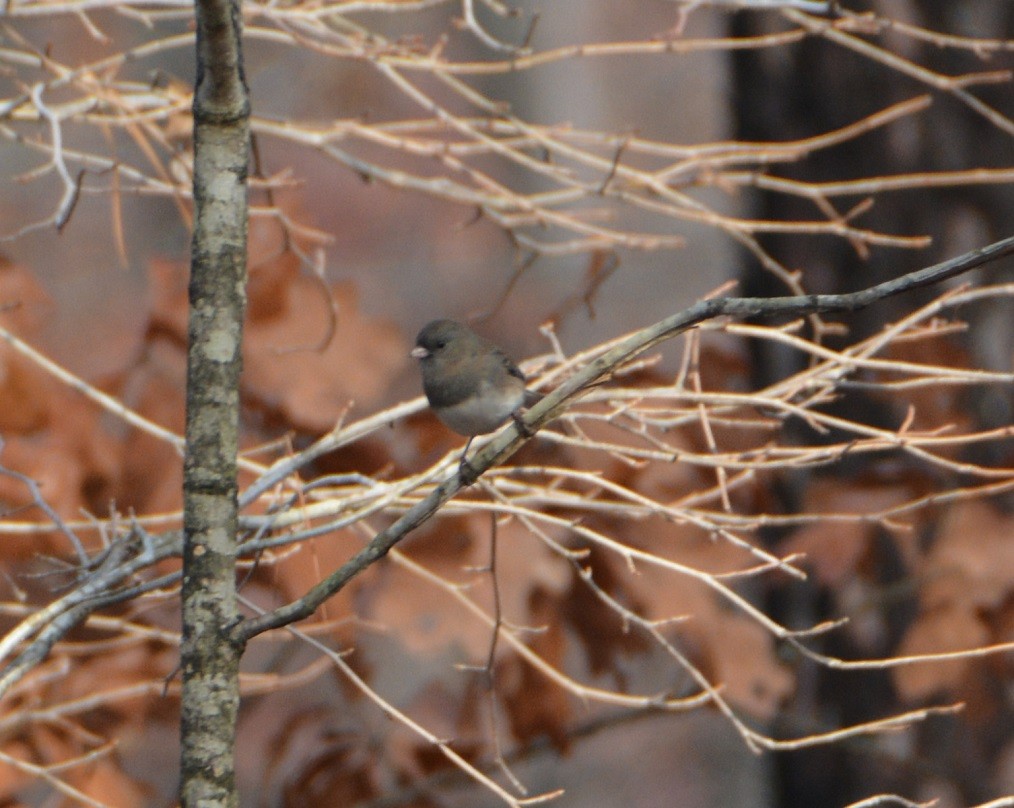Dark-eyed Junco - ML509136291