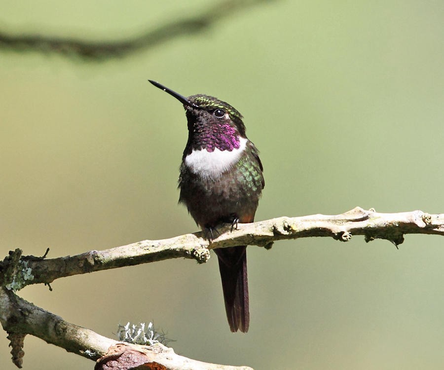 Purple-throated Woodstar - ML50913631