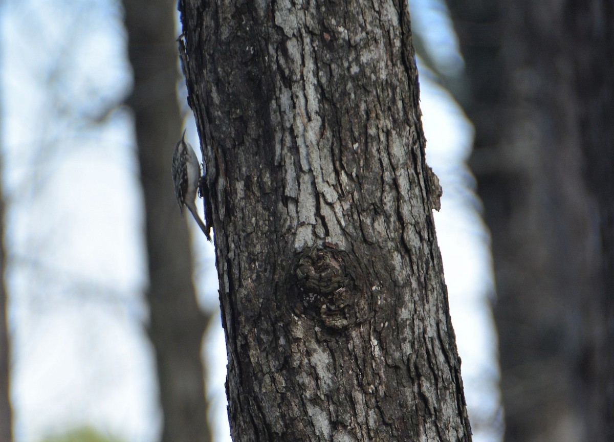 Brown Creeper - ML509136311