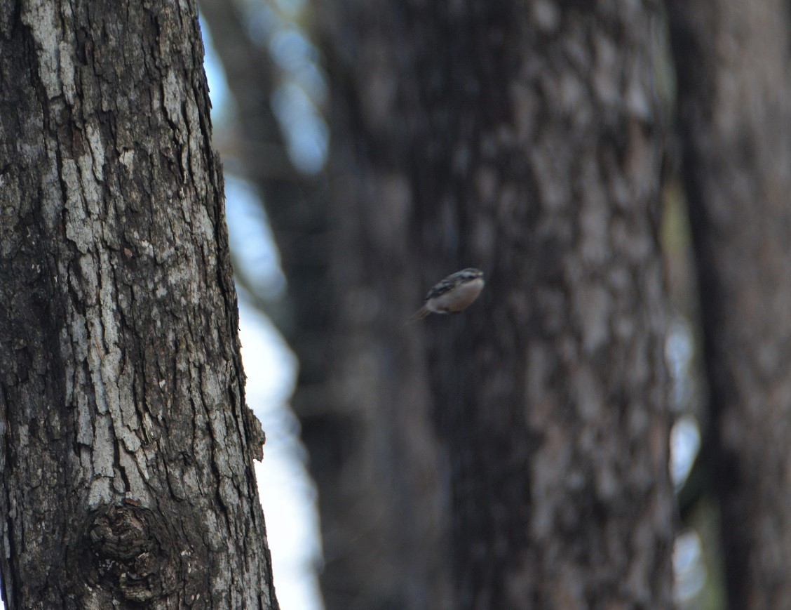 Brown Creeper - ML509136321