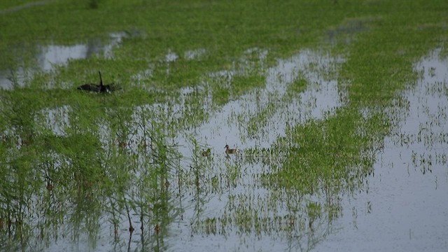 Fulvous Whistling-Duck - ML509136521