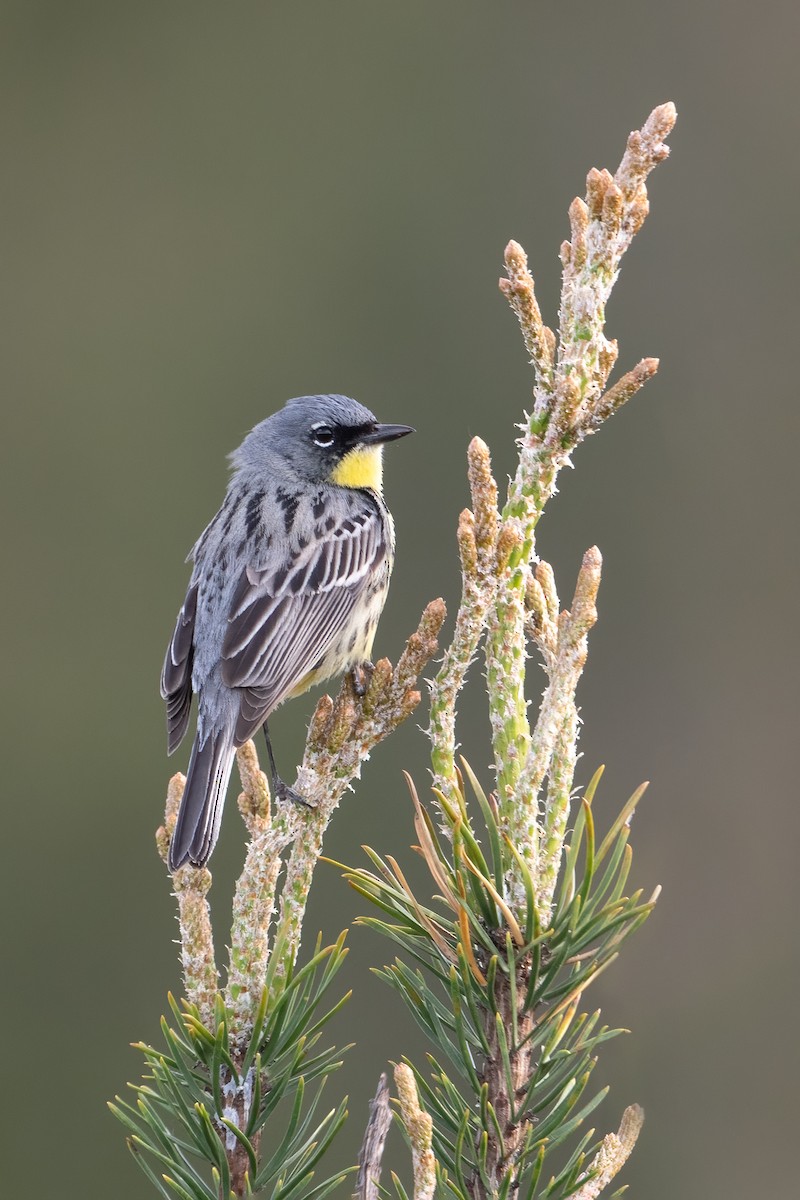 Kirtland's Warbler - Tyler Ficker