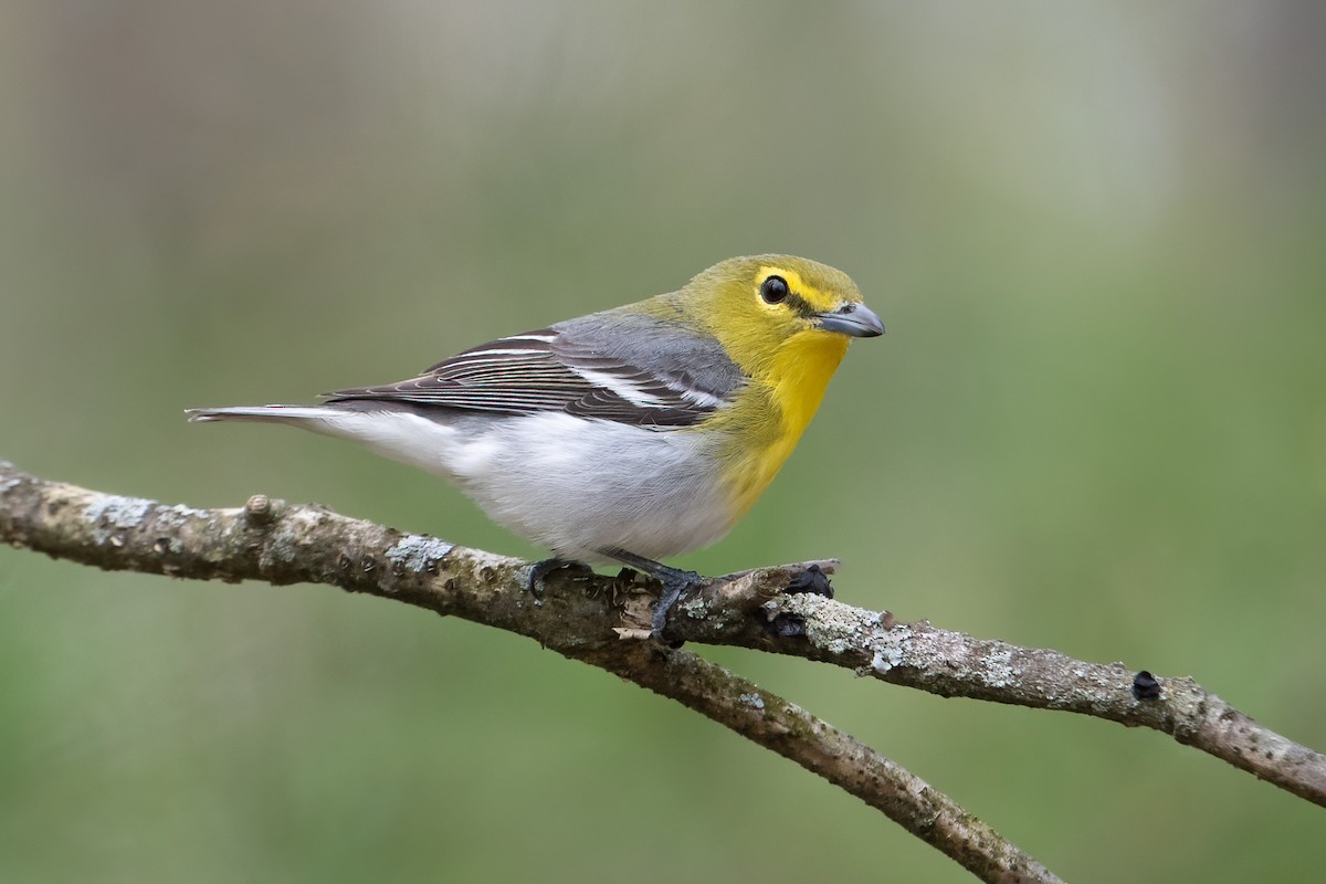 Yellow-throated Vireo - ML509136721