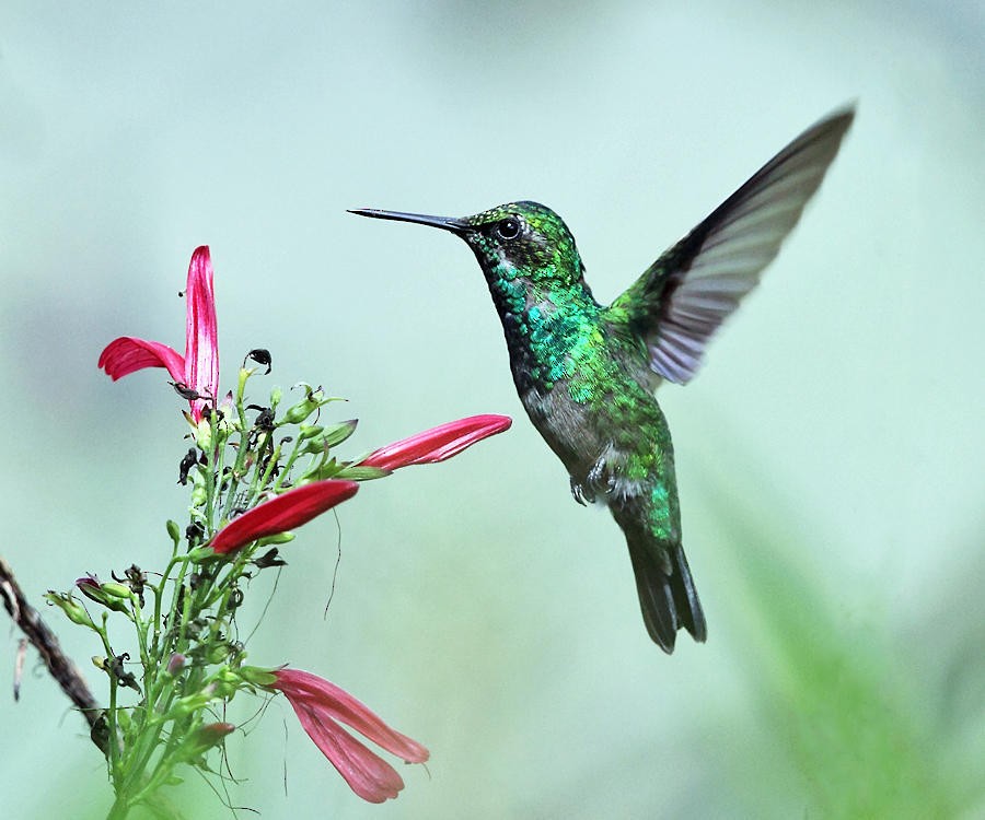 Western Emerald - ML50913701