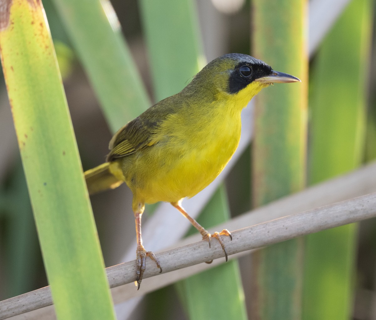 Masked Yellowthroat - ML509137391