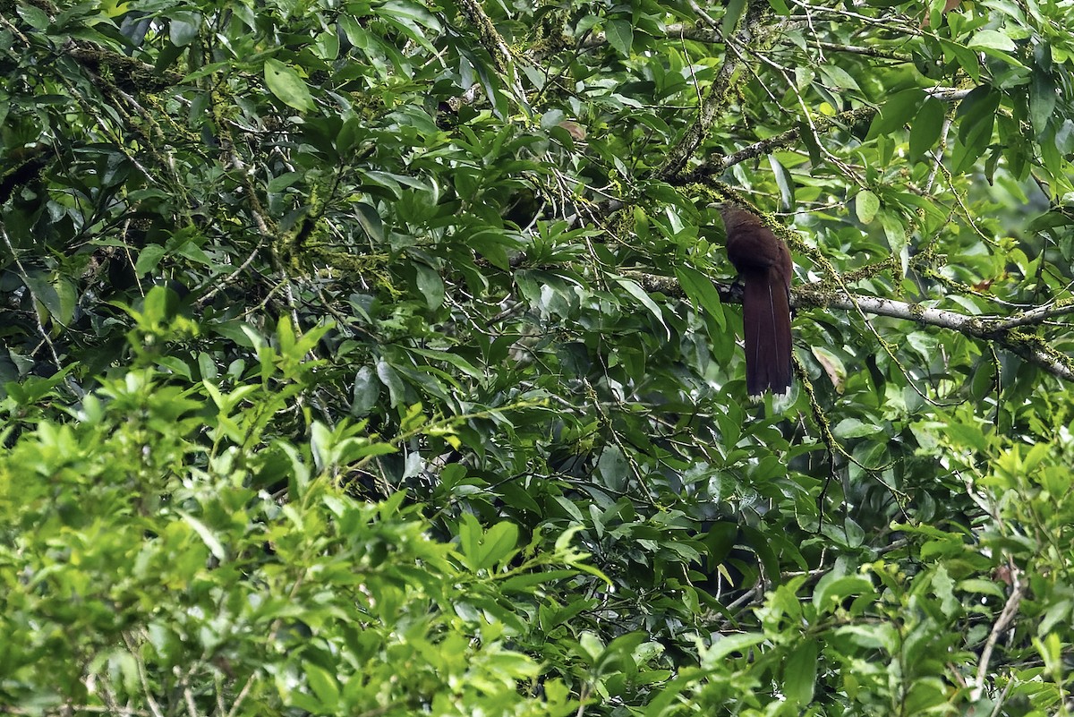 Squirrel Cuckoo - Connor Cochrane