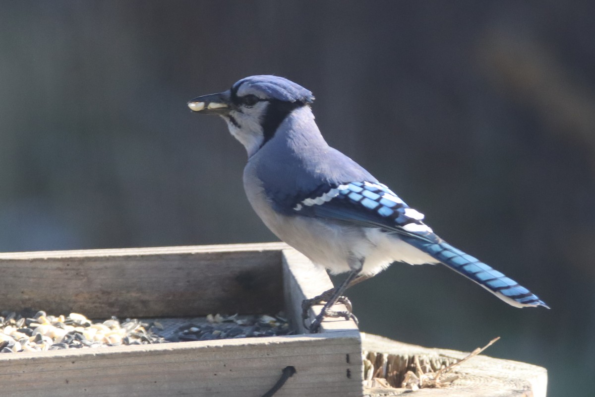 Blue Jay - ML509138241