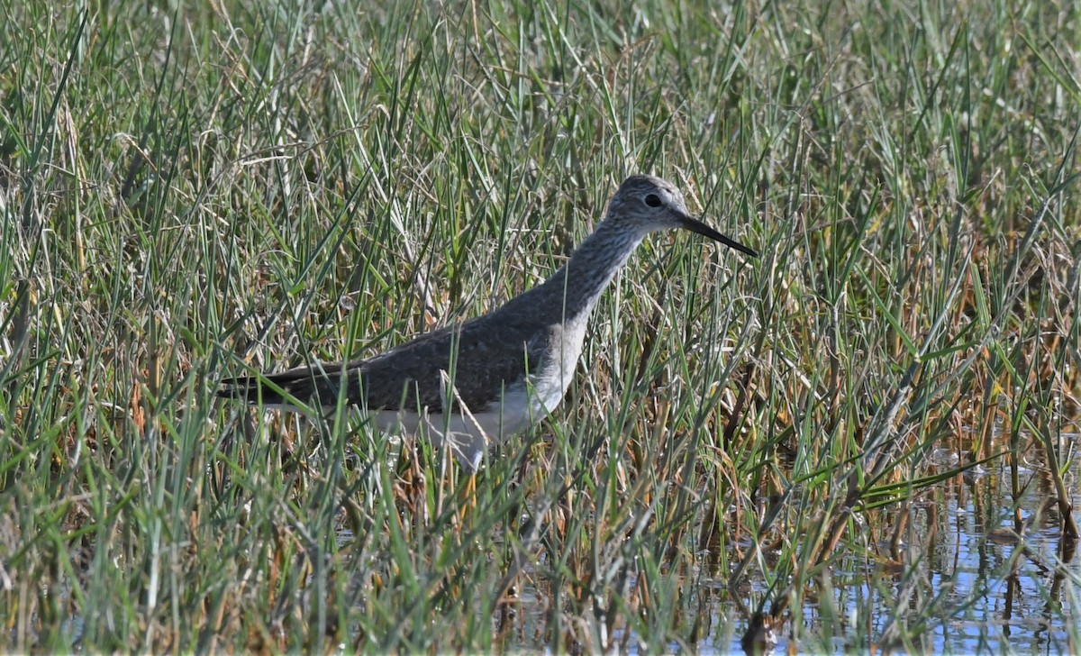 Lesser Yellowlegs - ML509138761