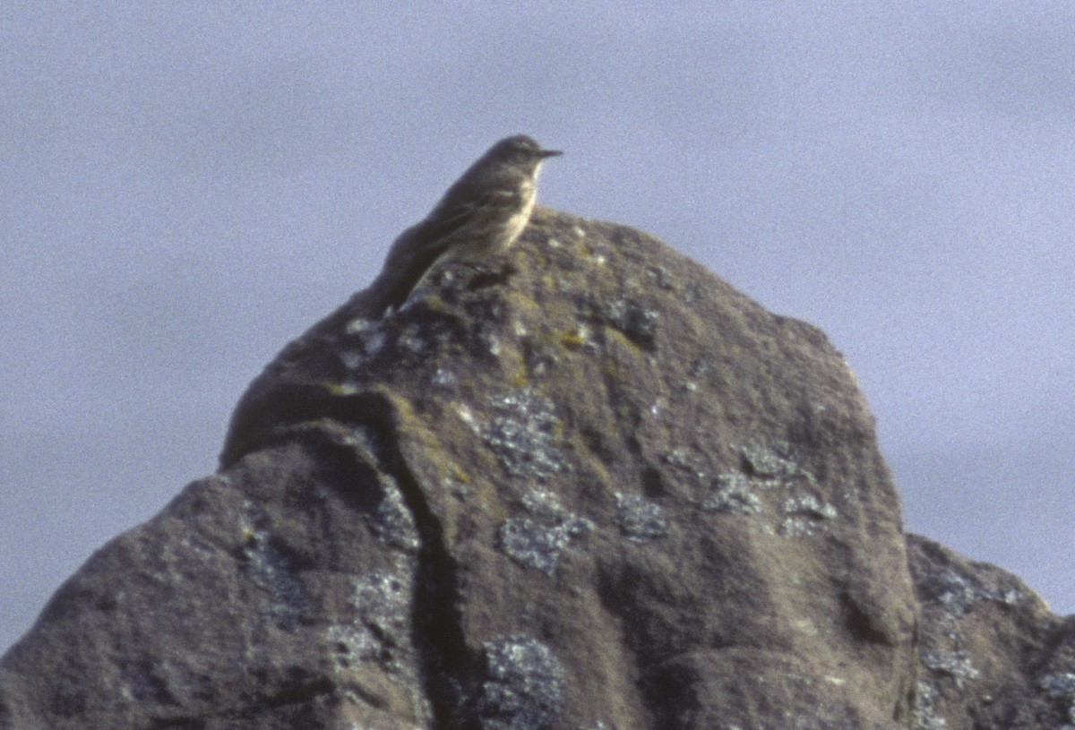 Pipit d'Amérique - ML509138891