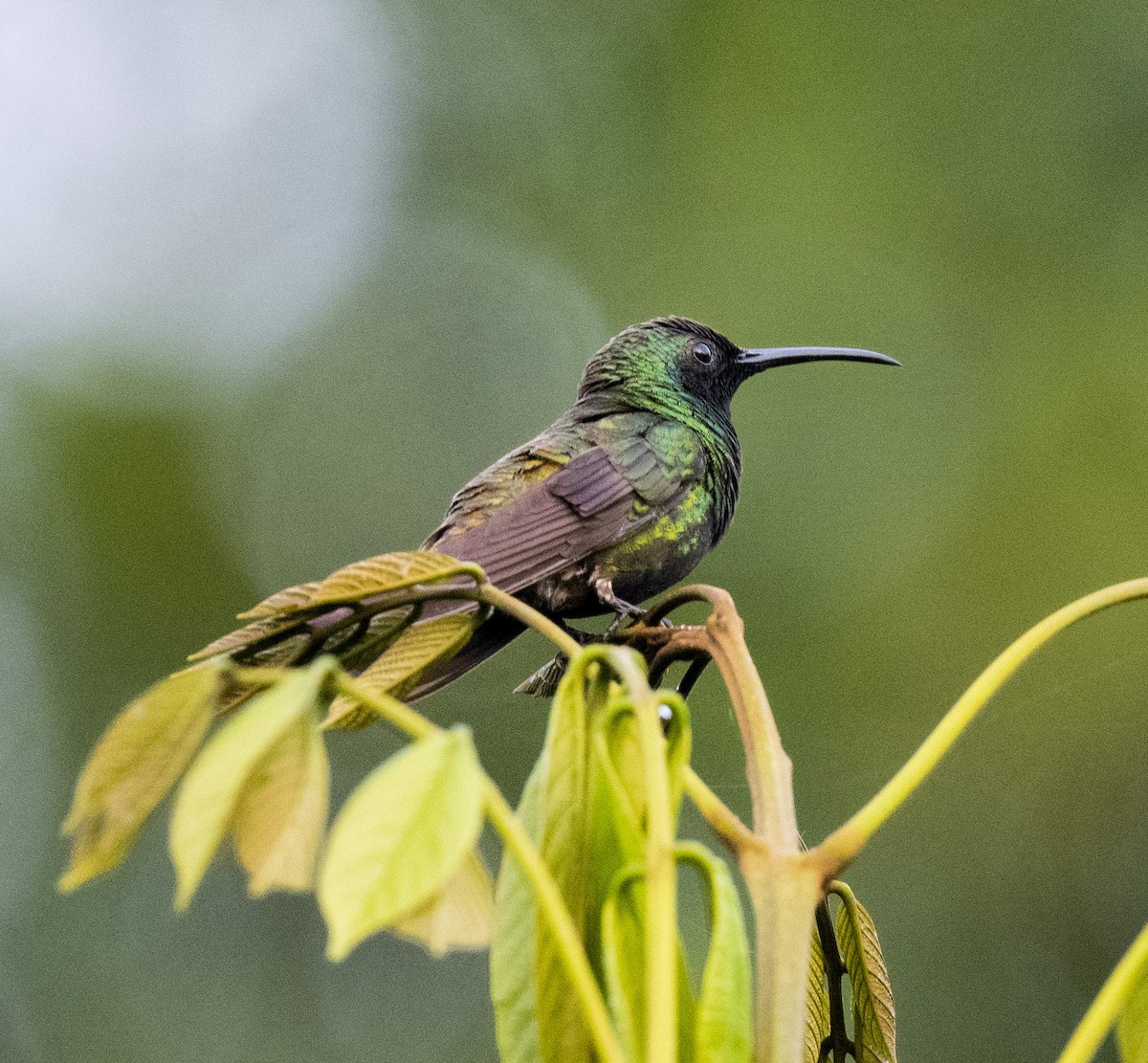kolibřík zelenohrdlý - ML509139501