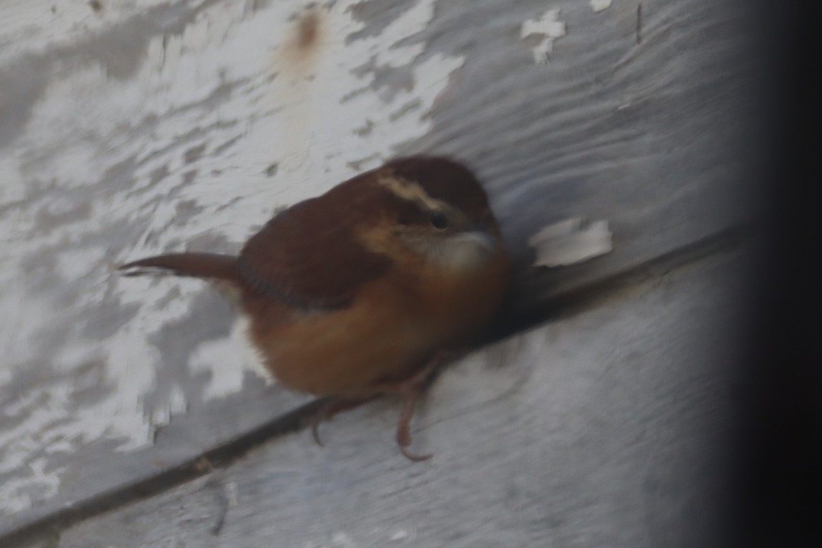 Carolina Wren - ML509139531