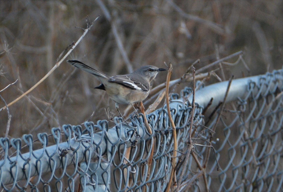 Northern Mockingbird - ML509139591