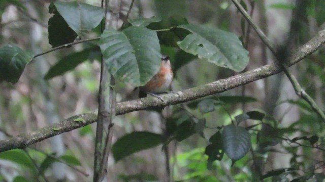 Black-cheeked Gnateater - ML509140331