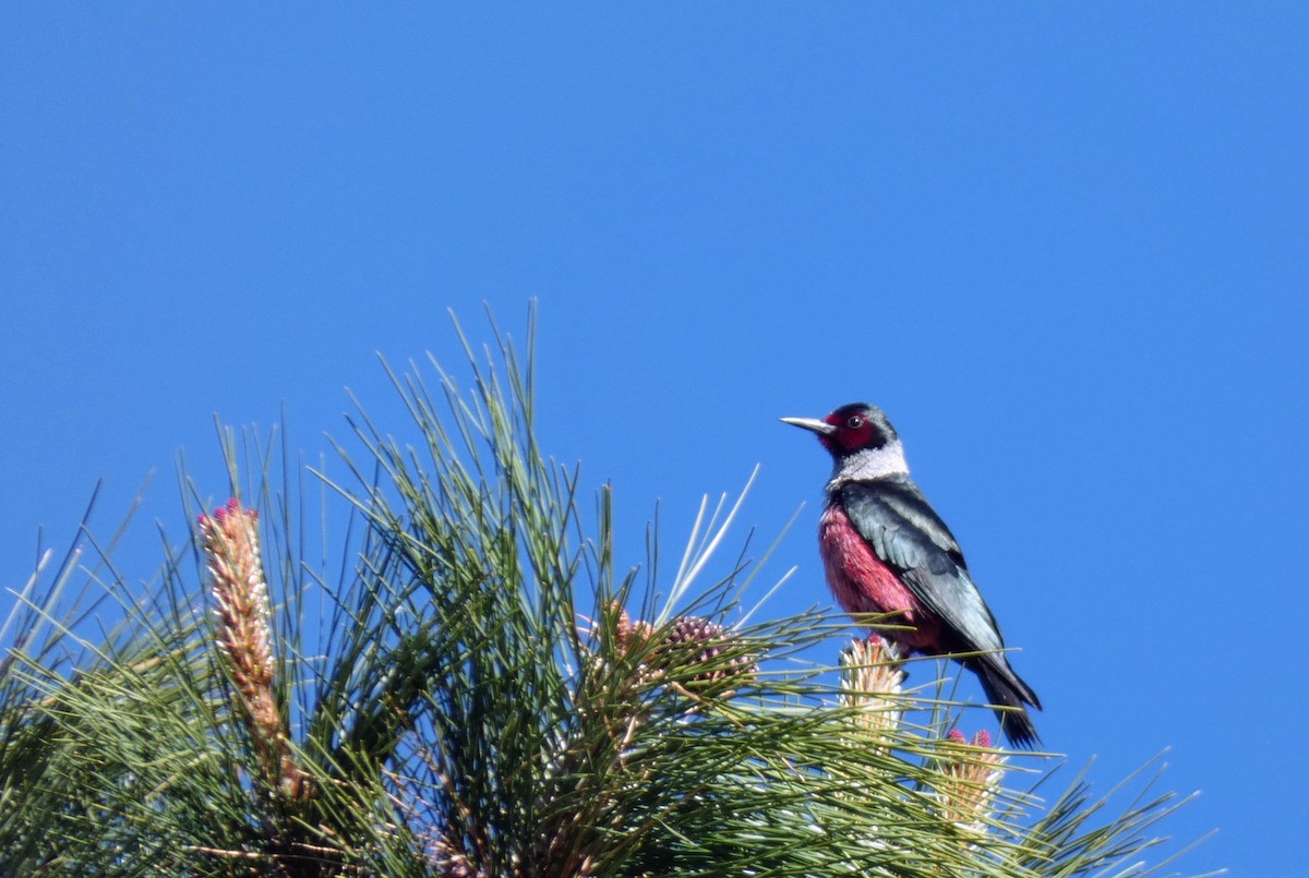 Lewis's Woodpecker - ML509140431