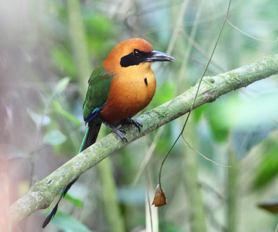 Rufous Motmot - ML50914111