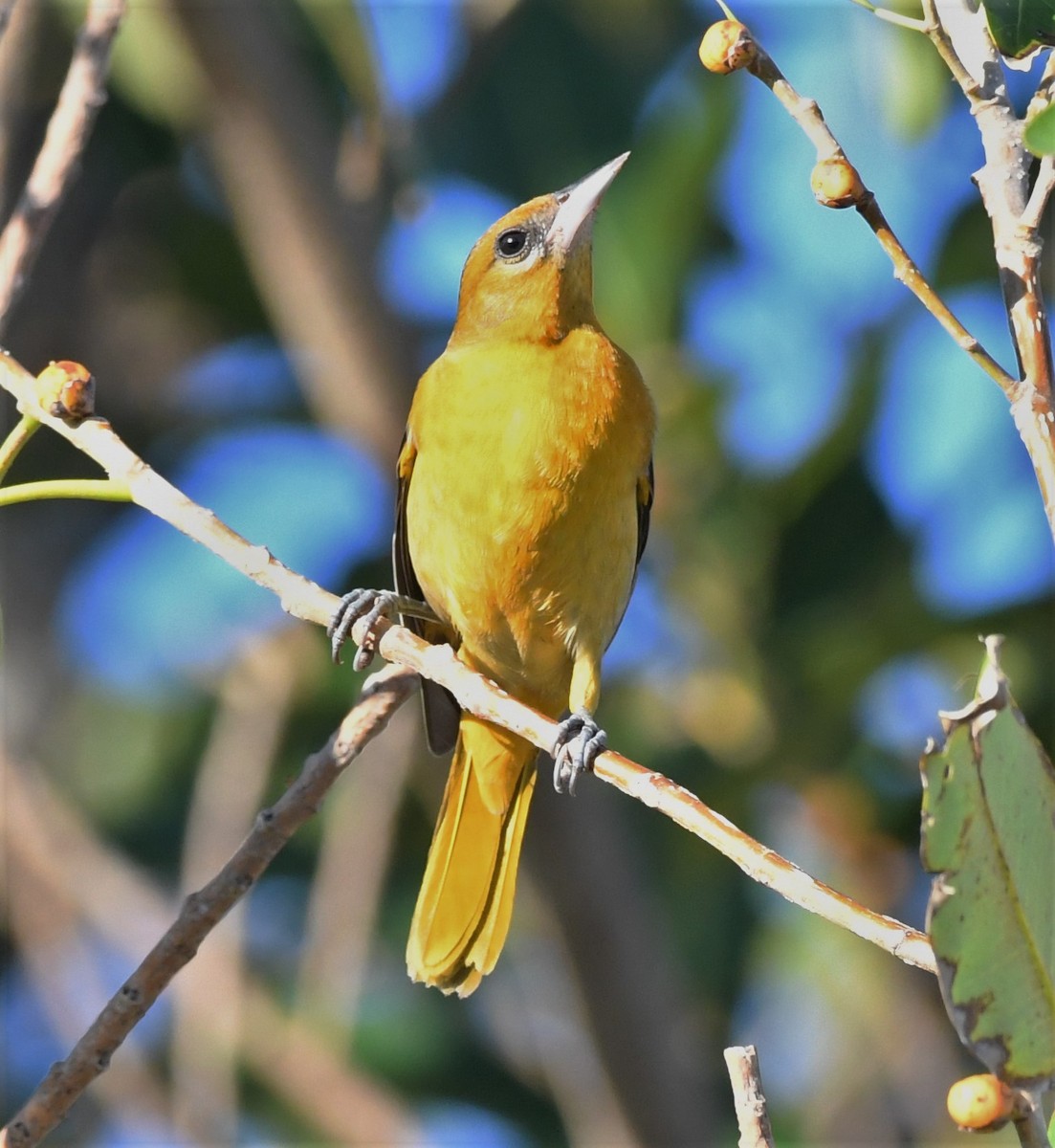 Baltimore Oriole - ML509141331