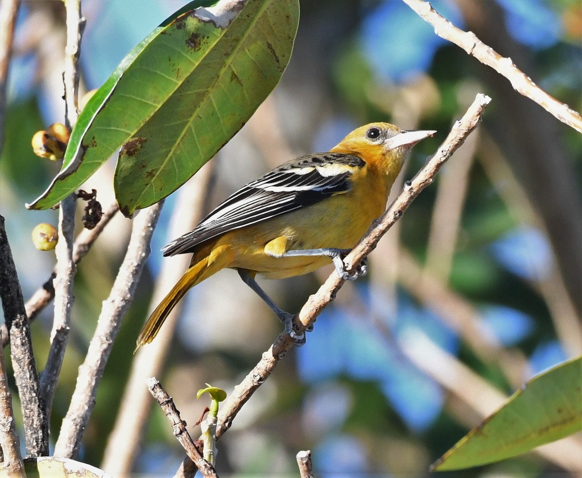 Baltimore Oriole - ML509141481