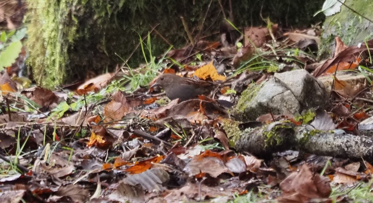 Japanese Accentor - Anonymous