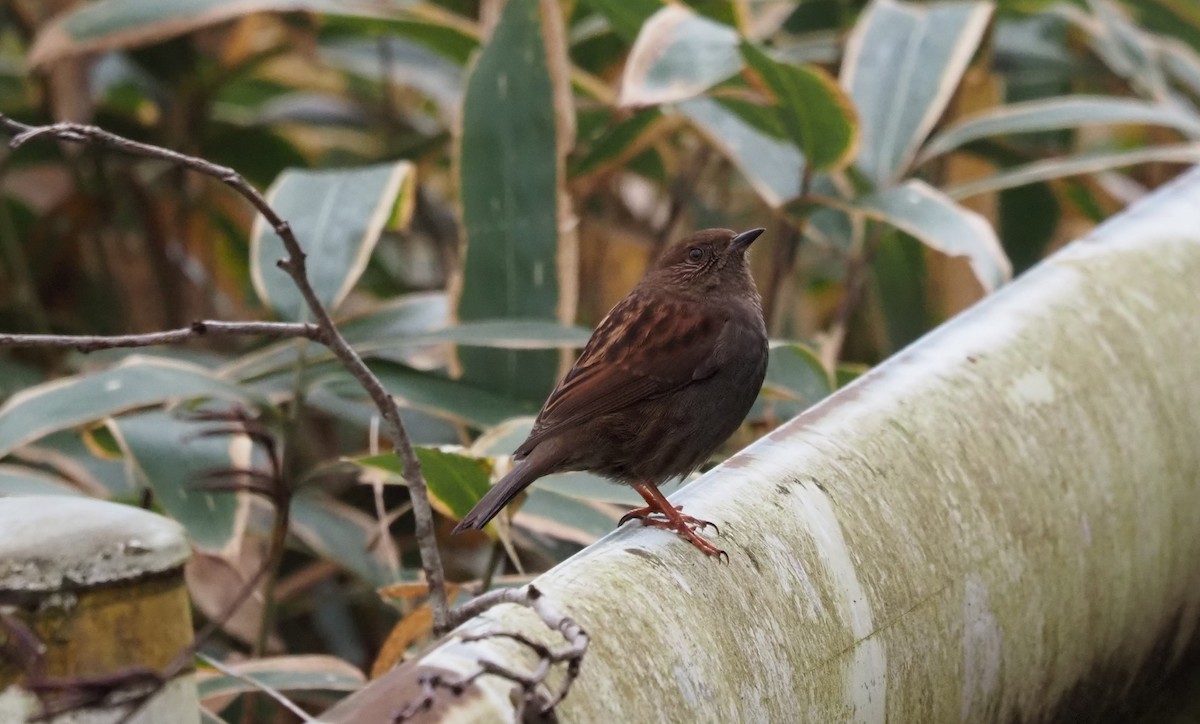 Japanese Accentor - ML509141721