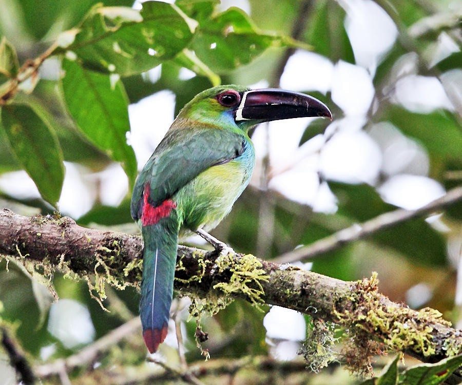 Crimson-rumped Toucanet - ML50914241