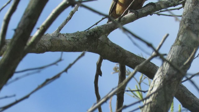 Ochraceous Piculet - ML509142501