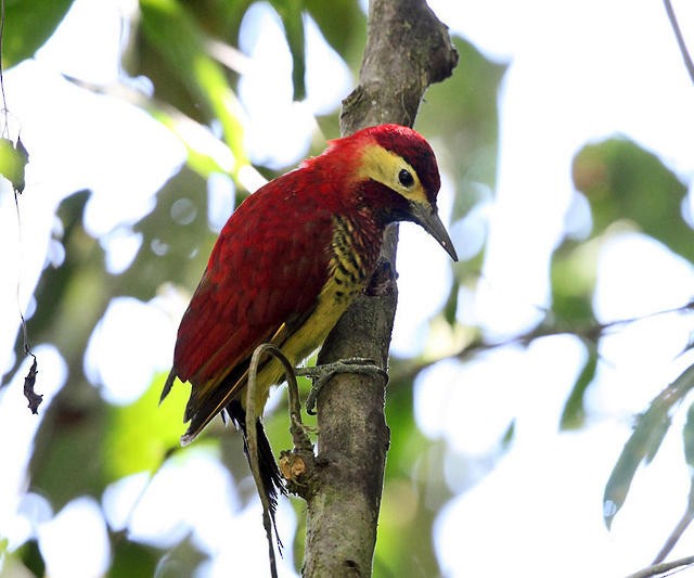 Crimson-mantled Woodpecker - ML50914251