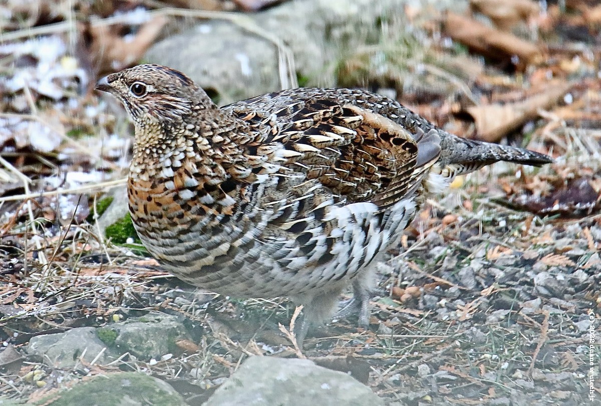Ruffed Grouse - ML509143741