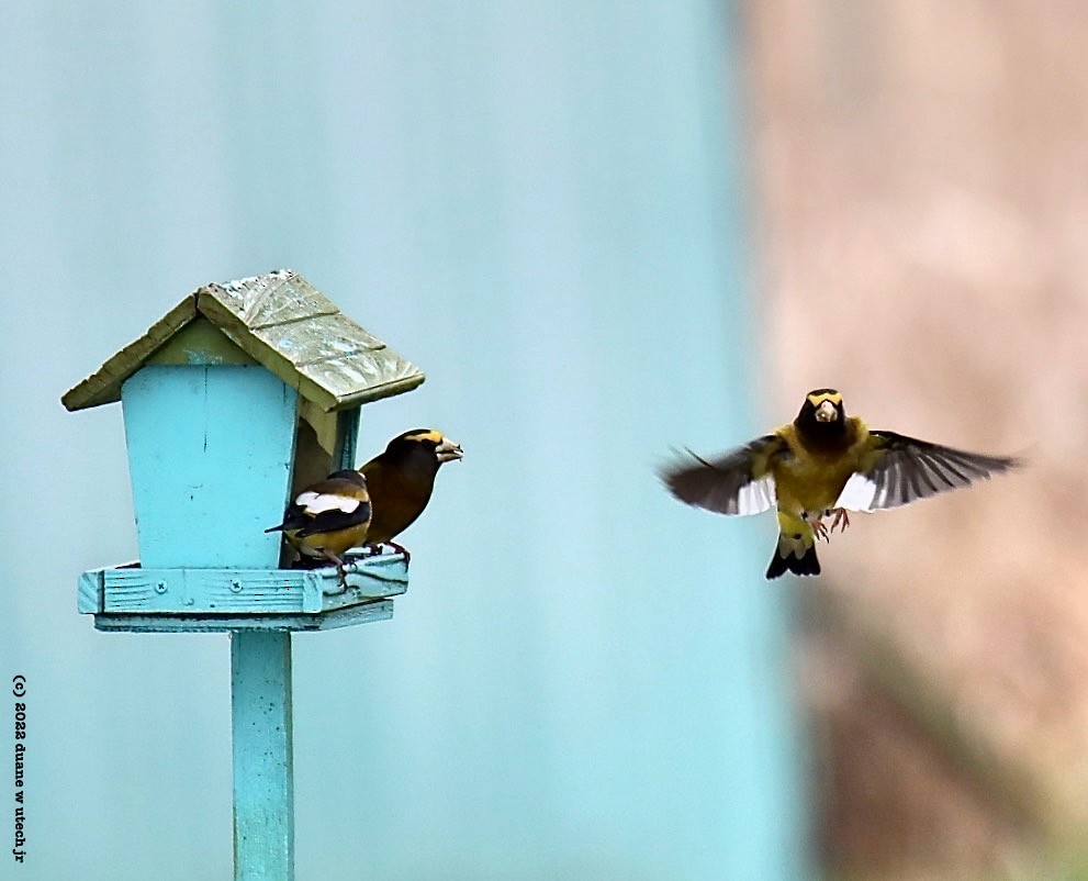 Evening Grosbeak - ML509143991