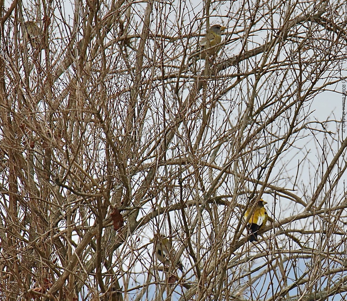 Evening Grosbeak - ML509144001