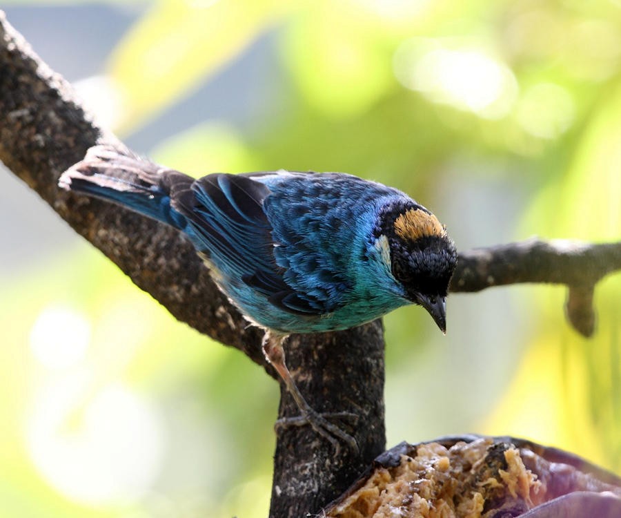 Golden-naped Tanager - ML50914421