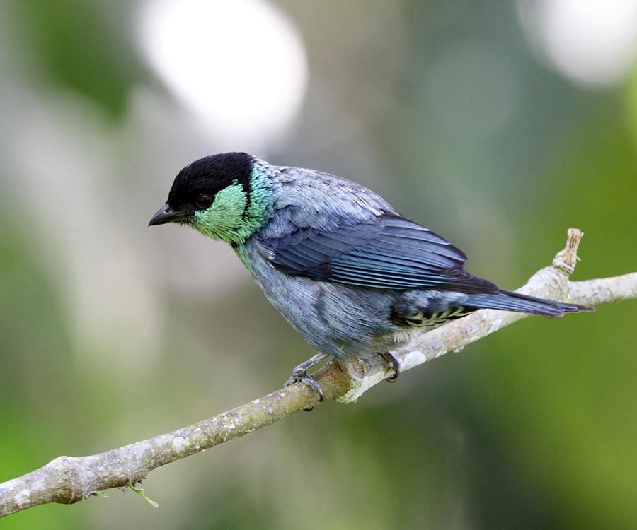 Black-capped Tanager - Tom Murray