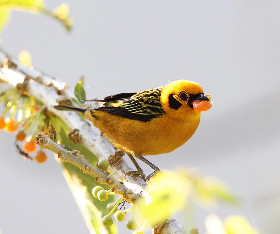 Golden Tanager - ML50914551