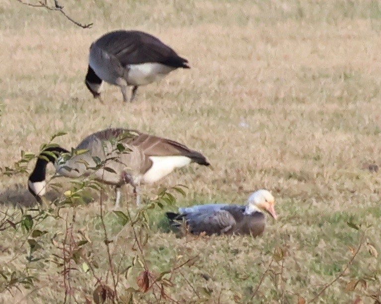 Snow Goose - ML509145671