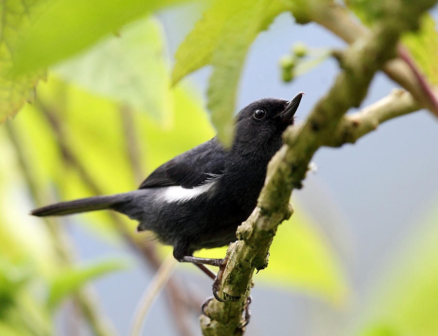 White-sided Flowerpiercer - ML50914591