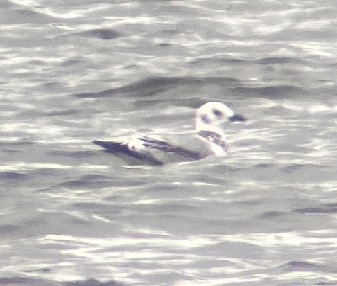 Gaviota Tridáctila - ML509146791