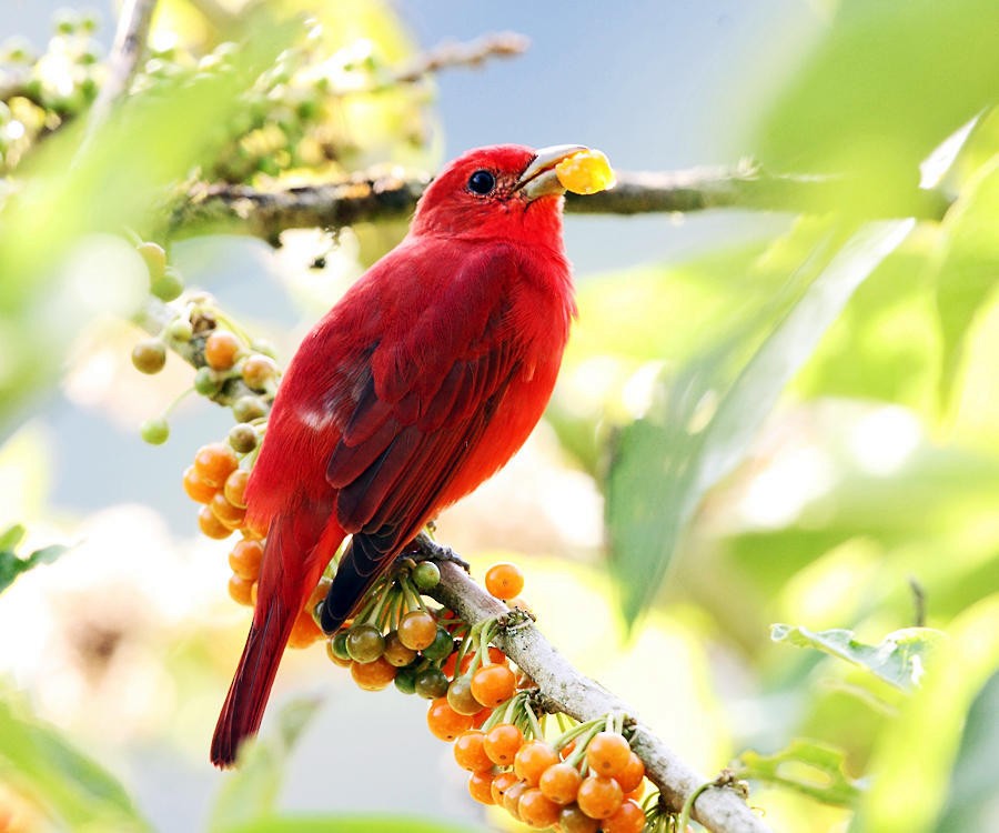 Summer Tanager - ML50914681