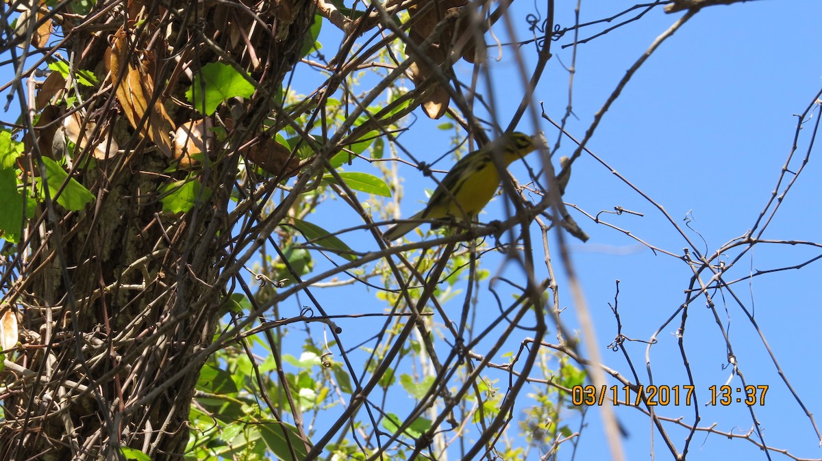 Prairie Warbler - ML50914751